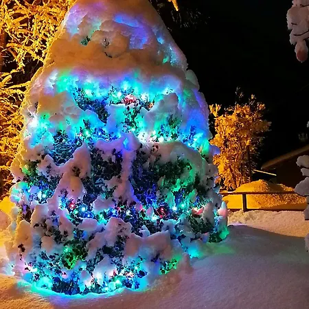 Il Bosco Incantato *