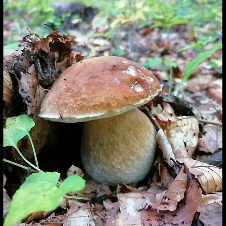 Il Bosco Incantato *